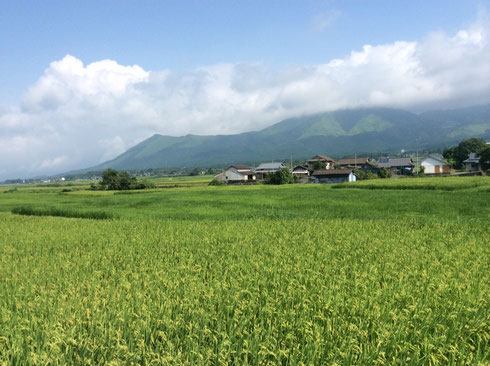 素敵な田園風景だよね♪