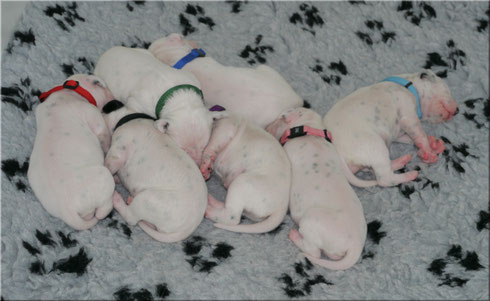 Die komplette Truppe....