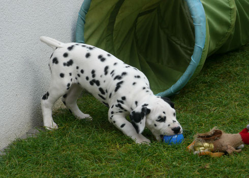 Nun hat sich auch Frau Schwarz einen Ball gesichert...