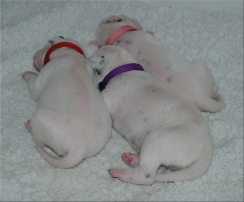 Die neuen Halsbändchen: Frau Rot, Herr Lila, Frau Rosa :-)!