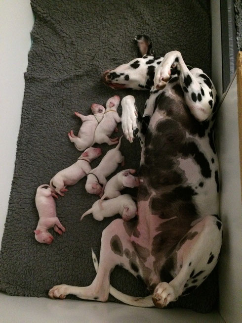 Entspannte kleine Familie...