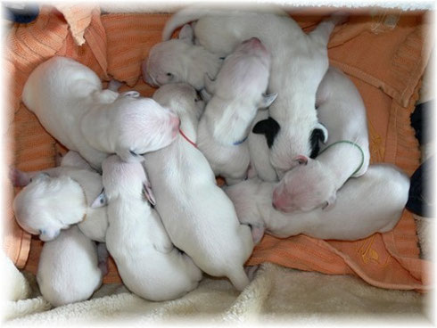 Die H-chen im Mai 2006...