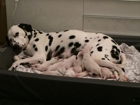 Die ganze Familie im "Zwischenlager" während der Wurfkistensäuberung....