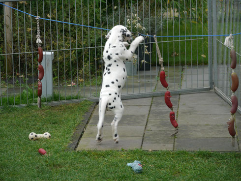 Frau "Jumping" Rosa