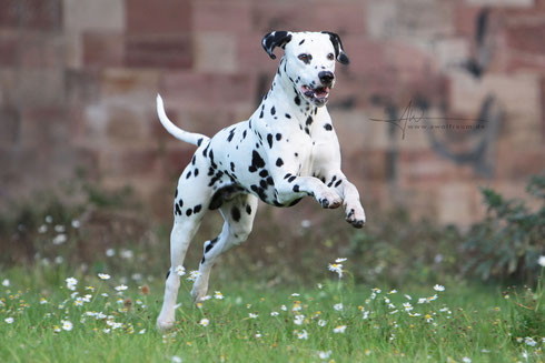 Major Tom of the Living Spots (Merlin)