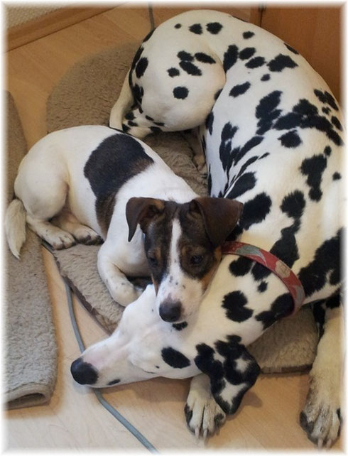 ...oder Jack Russel - Lilli liebt sie alle!
