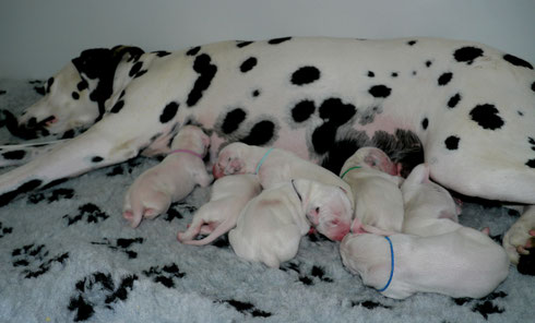 Die komplette kleine Familie....