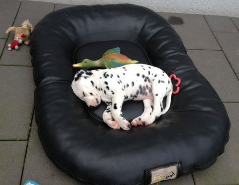 ...mal mit 'ner Gummiente...
