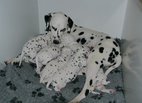 Nachtrunk und "Endreinigung" bei der Mama