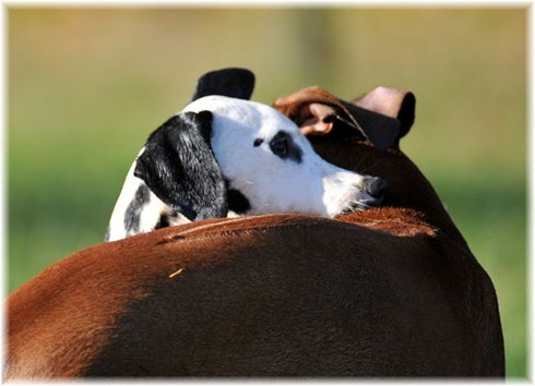 ...ob Ridgeback...