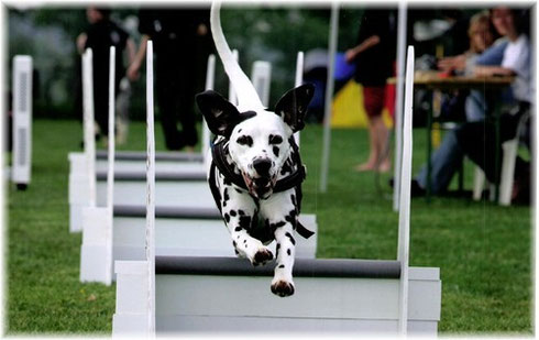 Alisha auf dem Flyball-Parcour...