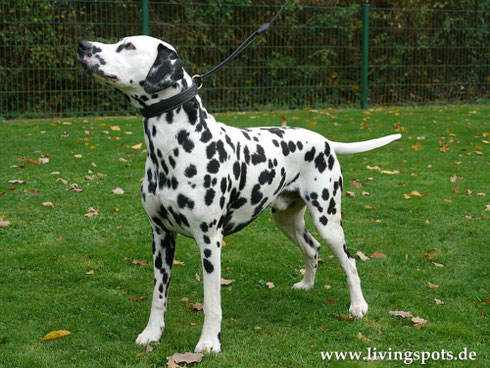 Loyal Companion of the Living Spots (Carlos)