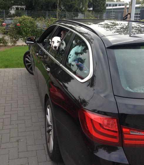 Hella ist schon wieder fit und wartet im Auto auf die gehörgetestete Verwandtschaft...