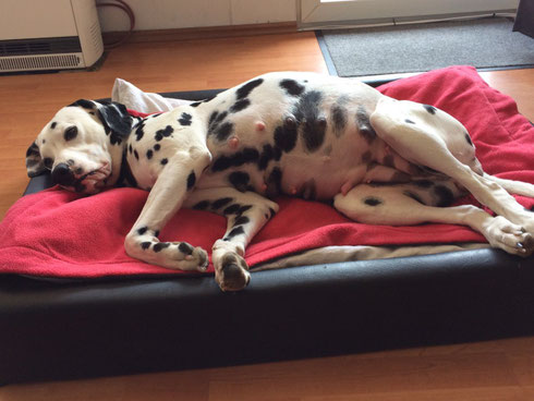 Die T-chen scheinen gut zu wachsen - der Bauch von Esprit auf jeden Fall auch ;-)...