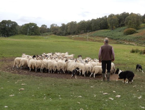 One of the Fun Aspects of this Tour is a Live Sheep Dog Demonstration at a Sheep Farm