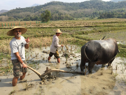 One of our Passengers Planting Rice just Outside Luang Prabang, Laos