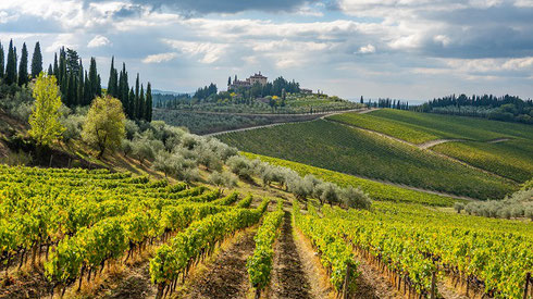 The Rolling Hills of a San Gimignano Winery are a Joy to its Visitors