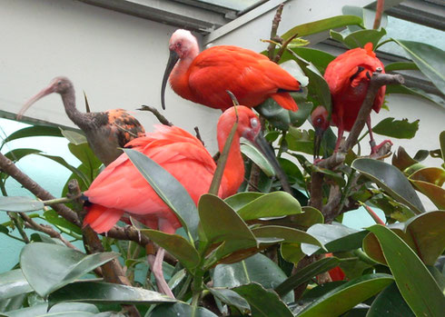 2009 Red Ibis Cluster at the Top of the Tropical Plants in the Bird House