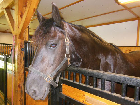 A Friesian Mare in its stall