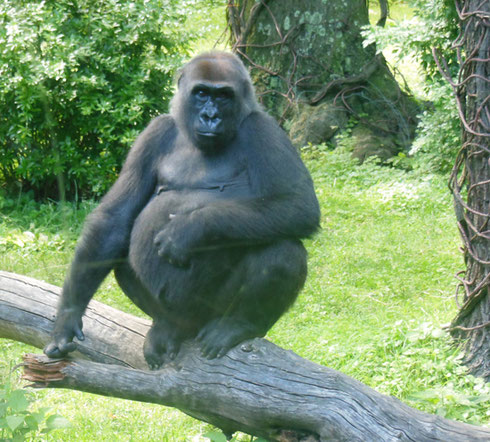 2017 Looks like this Mom to Be is Eating for Two at the Congo Gorilla Exhibit