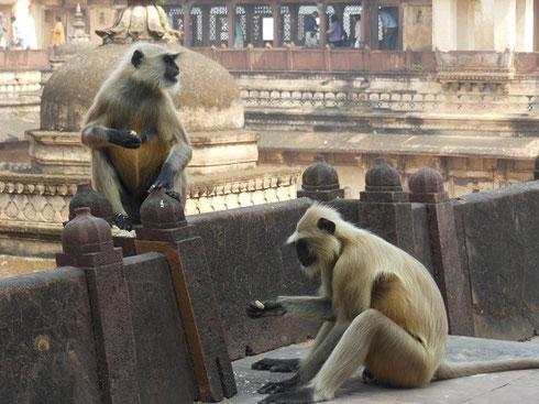 2013 Monkeys pose for Tourists at Jahangir Mahal in the city of Orcha