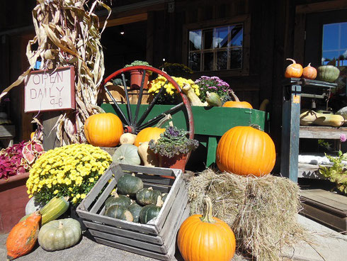 A Harvest Display of Pumpkins and Chrysanthemums