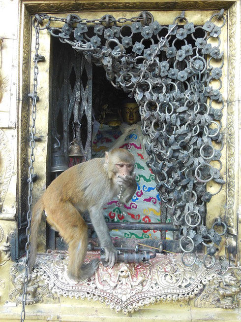 2013 One of the Monkeys Taking Rice Offerings from one of the Shrines at Monkey Temple