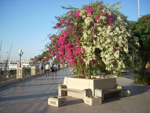 2009 A Stroll Down the Corniche at Luxor is an Unforgettable Experience