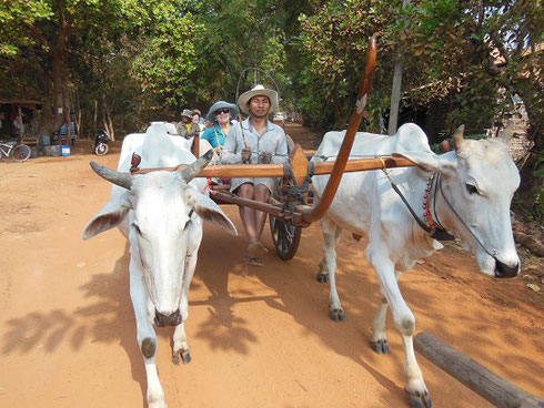 2015 We Took a rather bumpy Oxcart Ride as part of our Tour of Southeast Asia