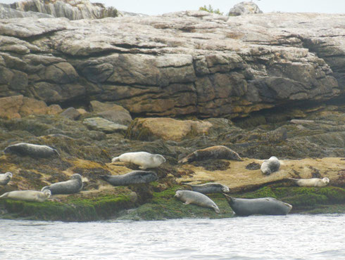 2015 Luck is with us When we get to See Lots of Seals on our Harbor Cruise