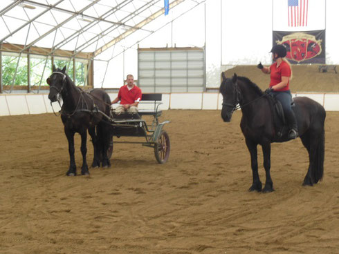 Friesian horses perform both dressage and driving routines