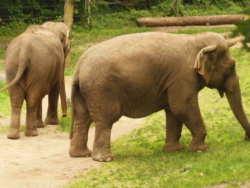 2015 The Elephants Have a Large Habitat in the Wild Asia Monorail Section of the Park