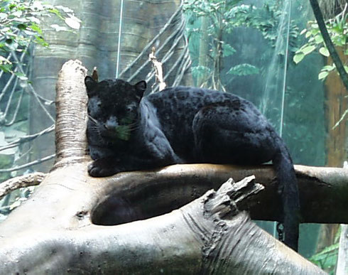 2007 If You Look Carefully, You Can See the Spots on this Black Leopard