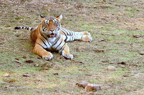 2013 Ranthambore Tiger Preserve - 71 Bengal Tigers still make their home here