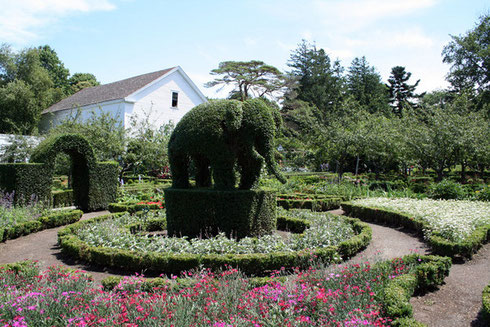 Newports's Green Animals Topiary Garden features Magnificent Animal Topiary Figures