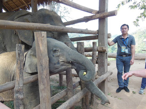 2015 We were allowed to feed bananas to this tiny elephant in the camp nursery