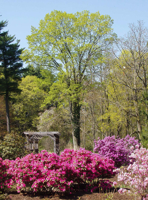 The Rhododendron Garden at Elm Bank should be in Full Bloom in June