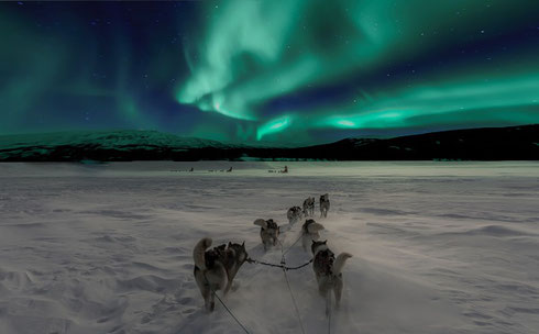 Thrill to a Search for the Northern Lights as a Team of Husky's Lead you to your Prize