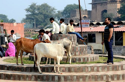 2013 Cows are sacred to the Hindu people; they roam freely through the streets