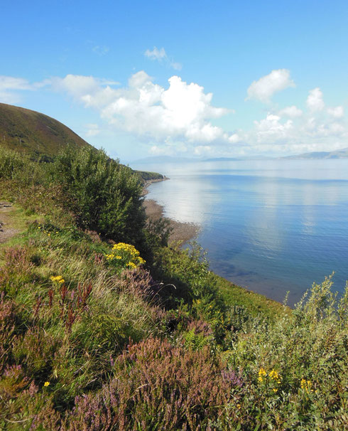 2014 The Gorse was in Bloom at Caversiveen Bay on the Ring of Kerry - Stunning