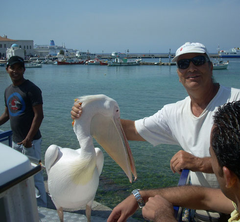 2011 Mykonos - Here he is - the Famous Pelican Tourists Love Here!