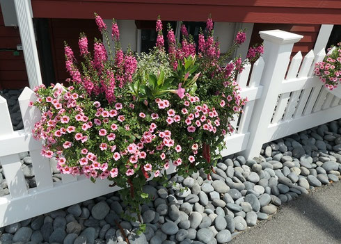 Perkins Cove Home and Shop Owners Love their Flowers - Here, a Box is Overflowing!