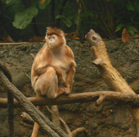 2015 A Langur - The Asian Rainforest Exhibit Covers Almost a Full Acre