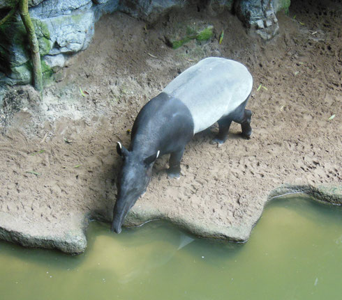 2017 Tapirs can Easily  be Found at the Tropical Rain Forest Exhibit in the Bronx Zoo