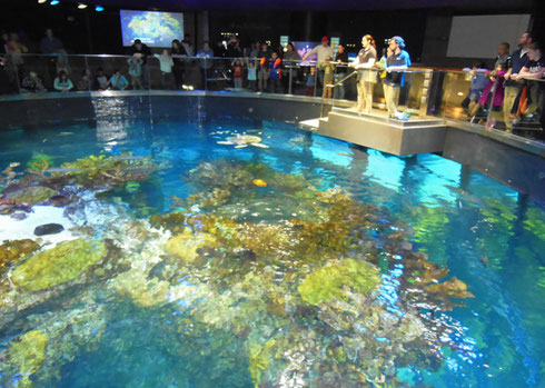 New England Aquarium's Giant Tank Turtle Feeding was a Highlight of the Morning