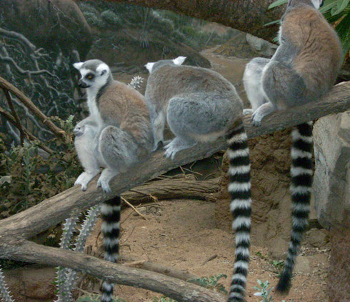 2009 Ring-Necked Lemurs from the Madagascar Exhibit Wait Quietly to be Fed