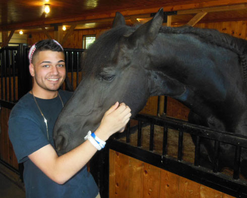 The Friesians of Majesty seemed to Enjoy being with our Passengers