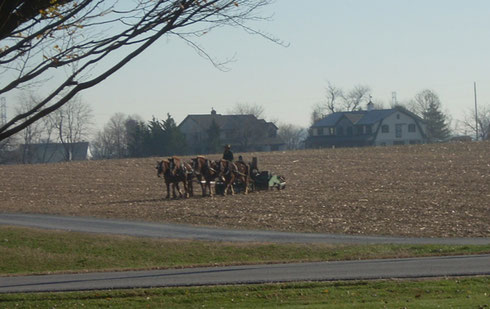 2011 A Team of Mules Working the Fields in Bird in Hand, Pennsylvania