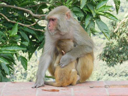 2013 Monkeys are everywhere at the Monkey Temple - Beware - They steal things!