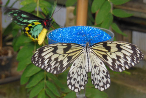 Over 50 Varieties of Lepidoptera Fly Free in 8,000 Square Feet of Conservatory Space